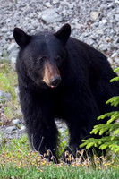 BKBR00064 Black Bear
