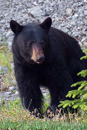 BKBR00064 Black Bear