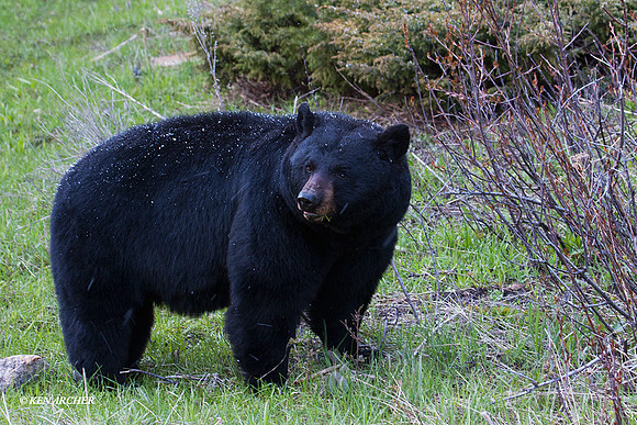 BKBR01190 Black Bear