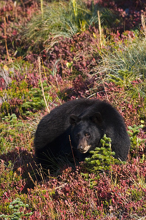 BKBR00930-Black-Bear