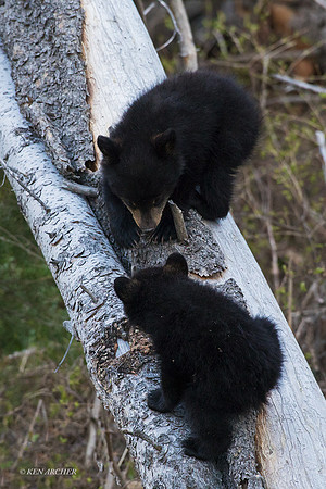 BBCB00403 - Black Bear
