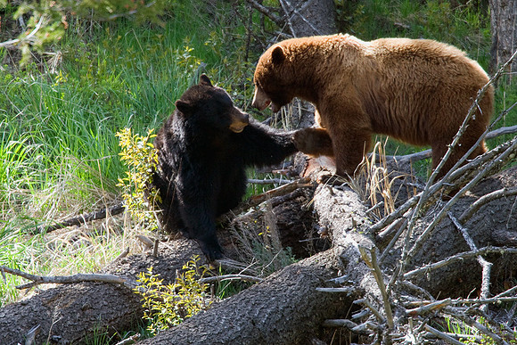 BKBR00563-Black-Bear
