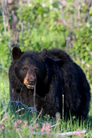 BKBR00629 Black Bear