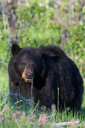 BKBR00629 Black Bear