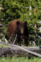 Black Bear - BKBR00799