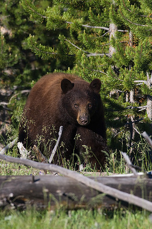 Black Bear - BKBR00799