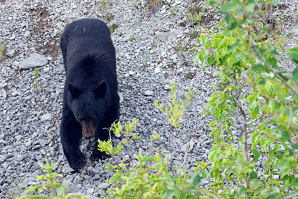 BKBR00063 Black Bear