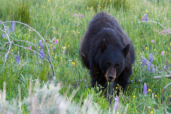 BKBR00367 Black Bear