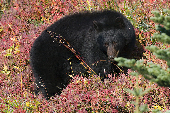 BKBR00954 Black Bear