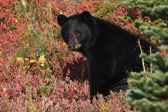 Black Bear - BKBR00958