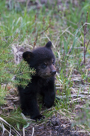 BBCB00425 - Black Bear