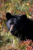 BKBR01084-Black-Bear