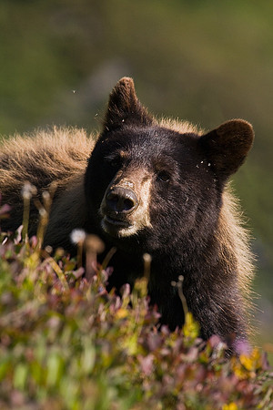BKBR00878-Black-Bear