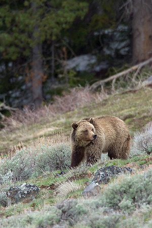 GRZ00713-Grizzly-Bear