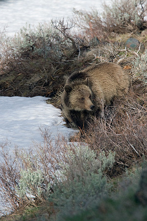 GRZ00668-Grizzly-Bear