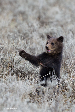 GRZ01314 Grizzly Bear