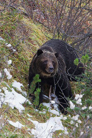 Grizzly Bear - GRZ01719