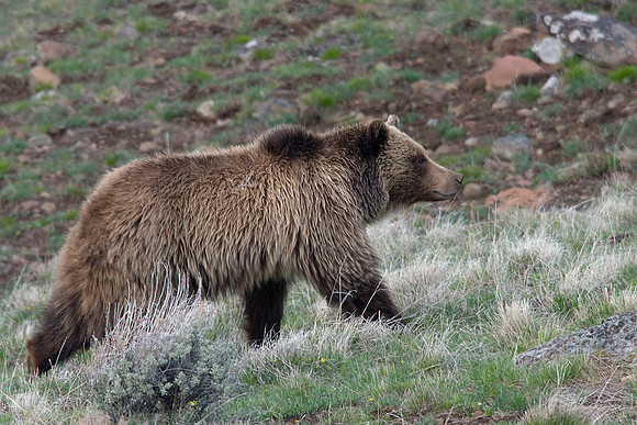 Grizzly Bear - GRZ00756