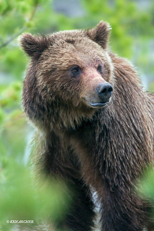 GRZ00964a Grizzly Bear