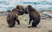 GRZ02584 - Grizzly Bear