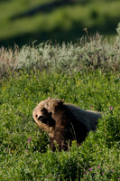 GRZ00444-Grizzly-Bear