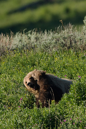 GRZ00444-Grizzly-Bear