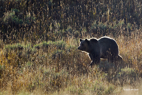 GRZ01815 - Grizzly Bear