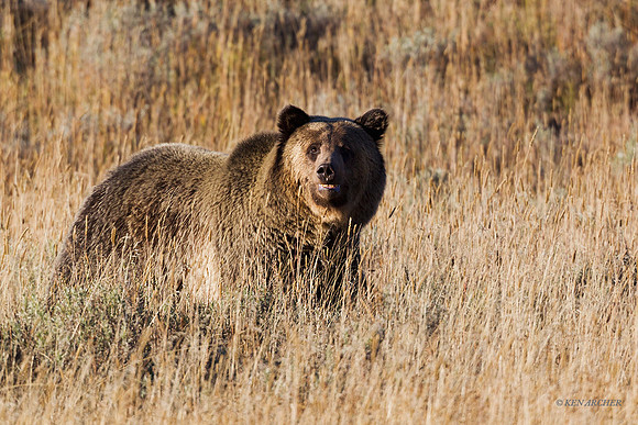 GRZ01841 - Grizzly Bear