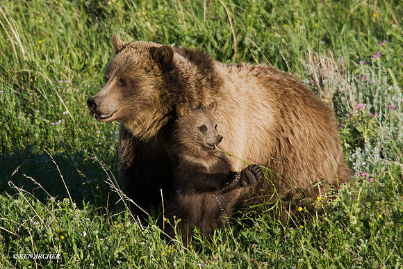 Grizzly Bear Sow with Cub - GRZ00256