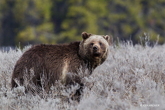 GRZ01306 Grizzly Bear