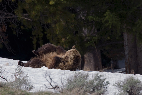 Grizzly Bear Playing in Snow - GRZ00793