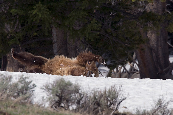 GRZ00799-Grizzly-Bear