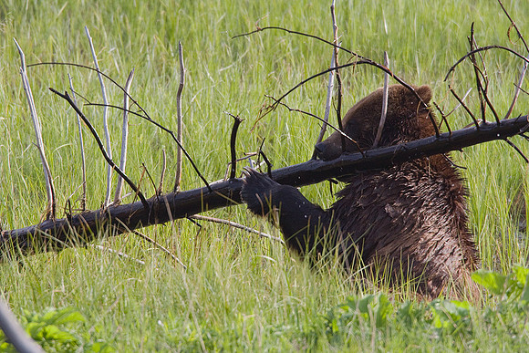 Grizzly Bear Playing - GRZ00092