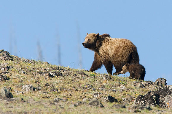 GRZ00578-Grizzly-Bear