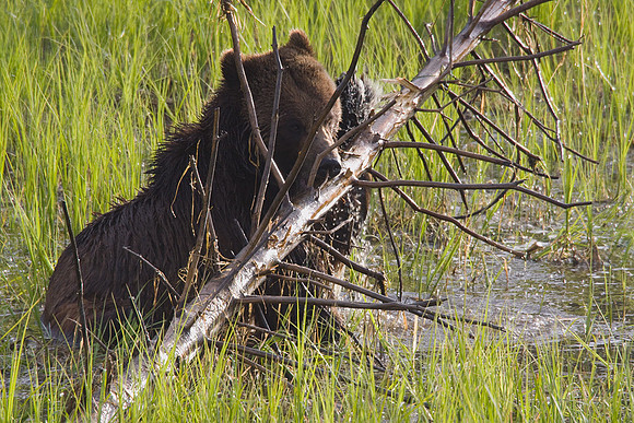 Grizzly Bear Playing - GRZ01004