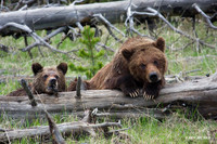 Grizzly Bear Sow and Cub - GRZ00965a