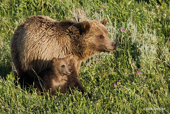 GRZ00258 Grizzly Bear