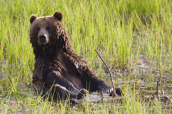 GRZ01016-Grizzly-Bear