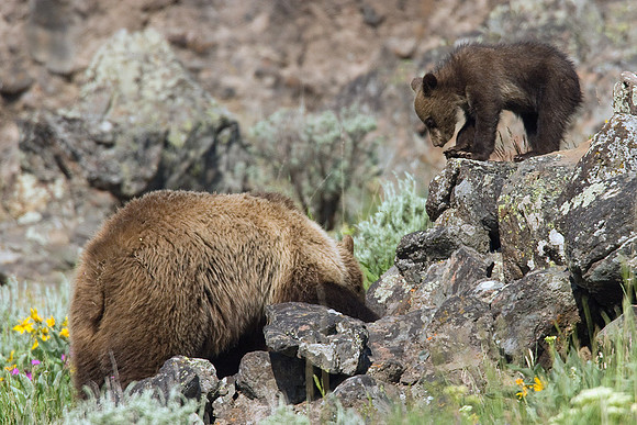 GRZ00561-Grizzly-Bear
