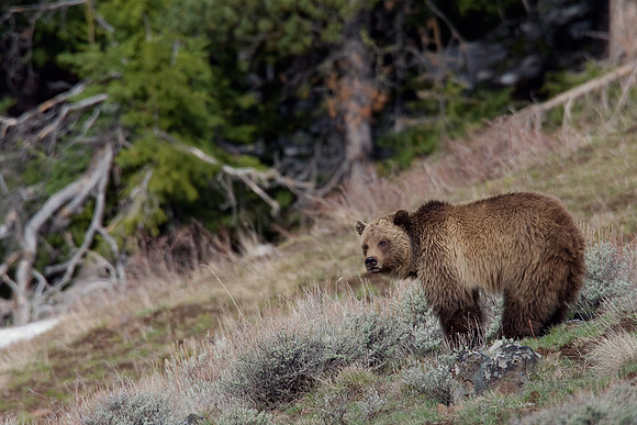 Grizzly Bear - GRZ00710