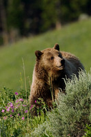 GRZ00524-Grizzly-Bear