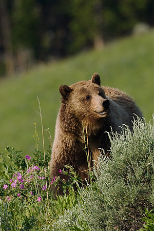 GRZ00524-Grizzly-Bear