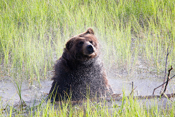 GRZ00967a-Grizzly-Bear