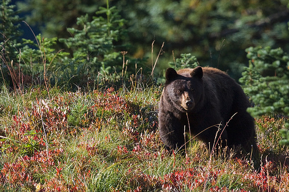 BKBR00985-Black-Bear