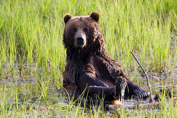 Grizzly Bear Playing - GRZ00966a