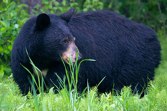 BKBR00096 Black Bear