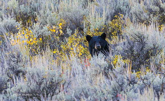 BKBR01600 - Black Bear