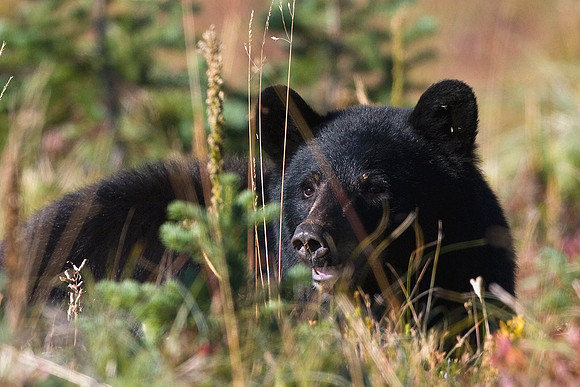 BKBR01046-Black-Bear