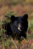 BKBR01054-Black-Bear