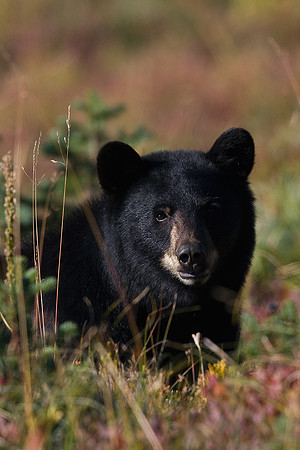 BKBR01054-Black-Bear